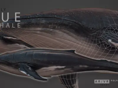 Blue Whale  Low-poly 3D model purchase