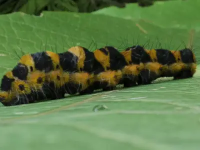 Photo-real caterpillar blend file Free 3D model