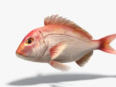 Snapper (Animated) 3D model