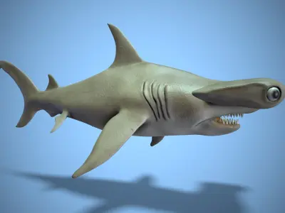 Hammerhead shark Low-poly 3D model 2