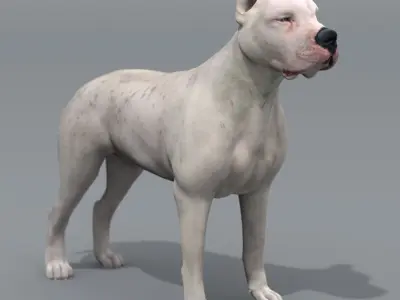  12 Dogs Collection (2) 