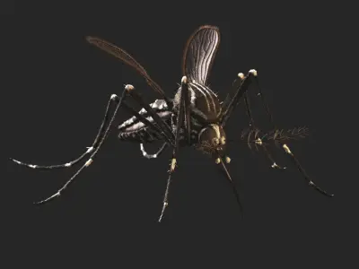  Aedes Aegypti - Mosquito 