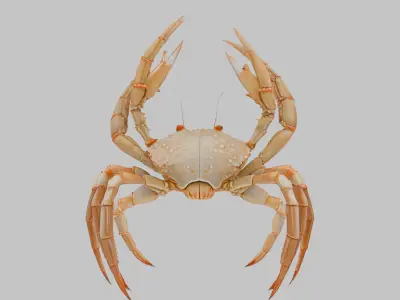 Golden Crab 3D Model Low-poly 3D model