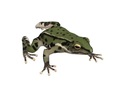 animated frog  Low-poly 3D model