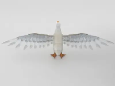 Duck Bird Low-poly 3D model purchase