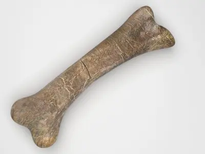 Triceratops Bone 3D model purchase