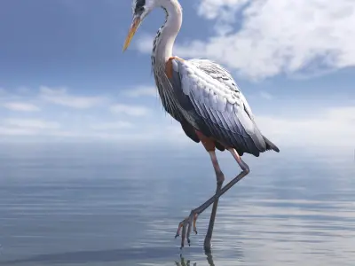 Grey Heron Standing on One Leg 3D model