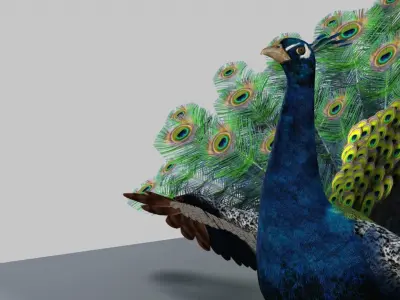 Peacock 3D model buy