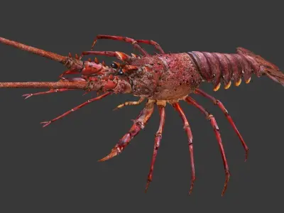 Australian lobster Low-poly 3D model