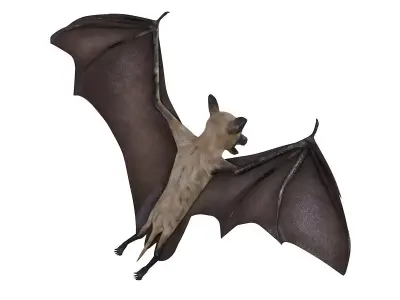 Bat bird rigged 3d model Low-poly 3D model