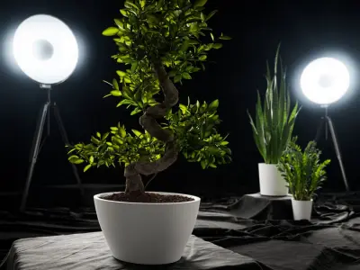  Bonsai Potted Plant Model  purchase