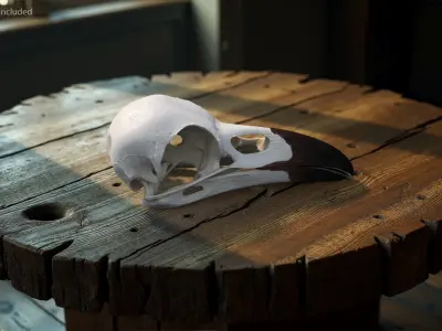  Crow Raven Skull Anatomy Model Dark Beak 