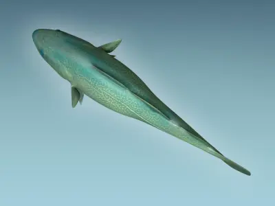 Cat Fish 3D model purchase