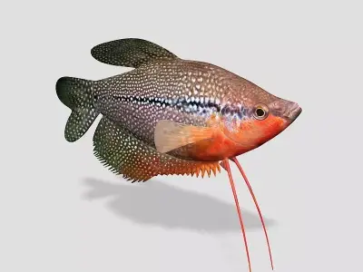 Pearl Gourami Fish 3D model