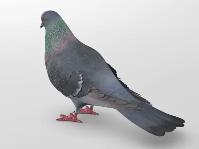 Pigeon B - Folded Wings 3D model