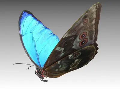 Blue Morpho Butterfly Low-poly 3D model get