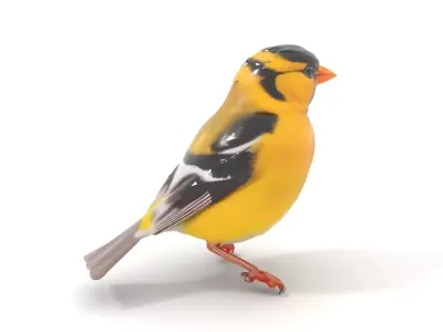 Vivid Finch Bird model pack Low-poly 3D model