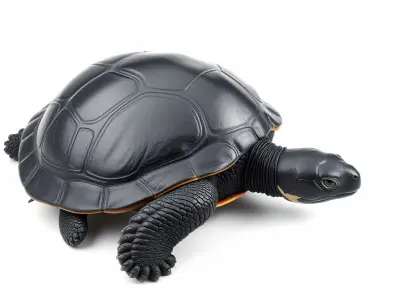 Leatherback Turtle Detailed Shell model pack Low-poly 3D model