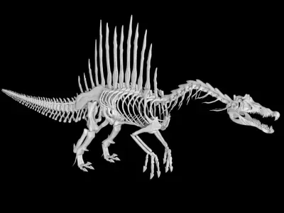Spinosaurus skeleton Low-poly 3D model
