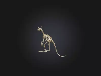 Realistic Kangaroo Skeleton Model Low-poly 3D model