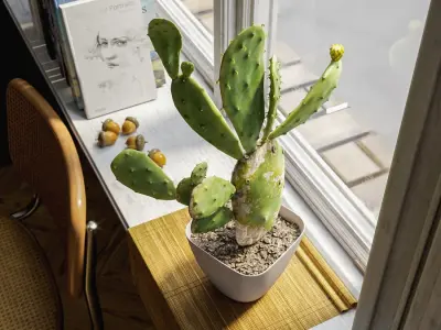  Imperfect Prickly Pear Cactus Potted Plant Model 