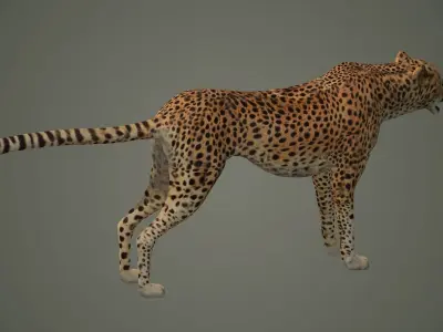 cheetah wildlife cat mammal leopard safari wild nature panthera  3D model