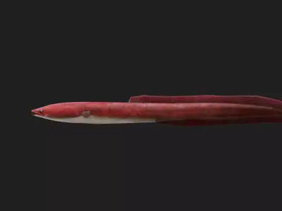 Eel fish Low-poly 3D model