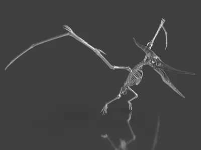 Pteranodon Skeleton  3D model