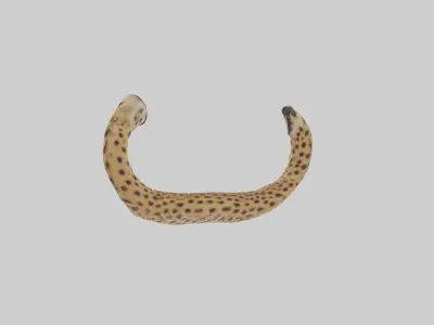 Cheetah Tail Model 3D model
