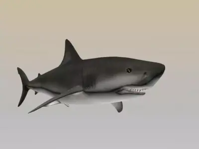 SHARK LOW PLOY 3D model