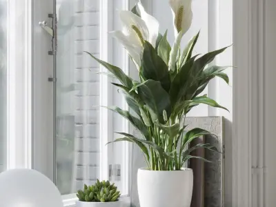  Peace Lily Plant Model  purchase