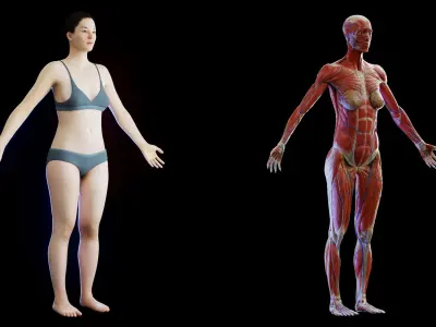  Human Complete Anatomy Asian Female 