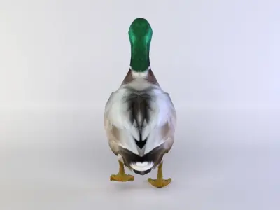 Duck 3D model Low-poly 3D model purchase