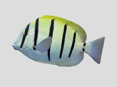 Acanthurus Triostegus Convict Tang Realistic Animated Low-poly 3D model