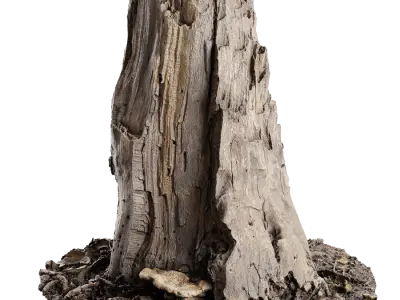  Medium Broken Damaged Stump Model 