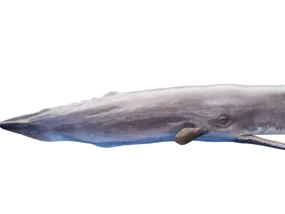 Sperm Whale  purchase 3D model