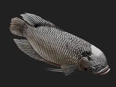 Greygiantgourami Low-poly 3D model