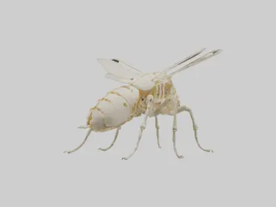 Beetle Skeleton model Low-poly 3D model