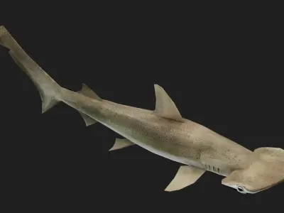 Shark Low-poly 3D model 11