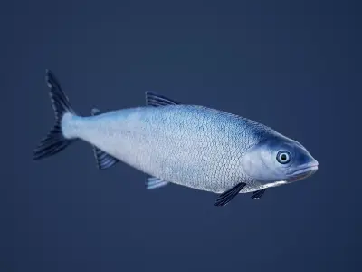 White Fish with Swimming Animation Low-poly 3D model
