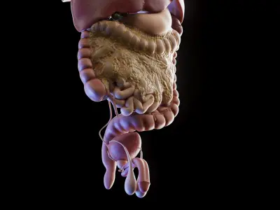 Human Male Organs 3D model