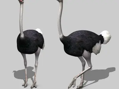 Ostrich 3D model get