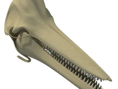 Realistic Dolphin Skull 3D model