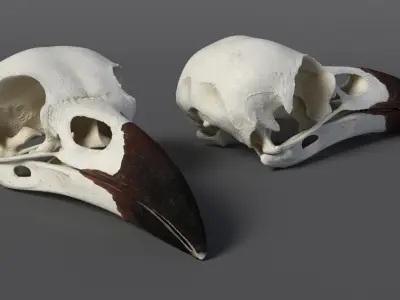  Crow Raven Skull Anatomy Model Dark Beak 