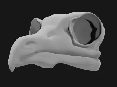 Owl skull 3D model