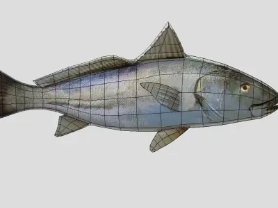 Orangemouth Corvina Realistic Animated Low-poly 3D model