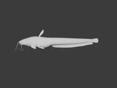 European Wels Fish - Base Mesh Low-poly 3D model
