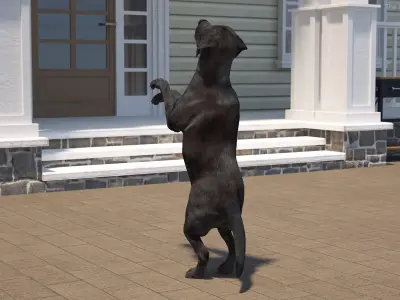Black Begging Labrador Dog Animated Rigged for Cinema 4D 3D model