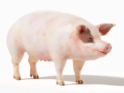  Full Pig Anatomy Animated 