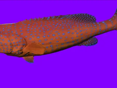 Fish Animation 3d model Low-poly 3D model